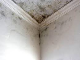 Why You Should Choose Our Mold Remediation Services in South Oroville, CA